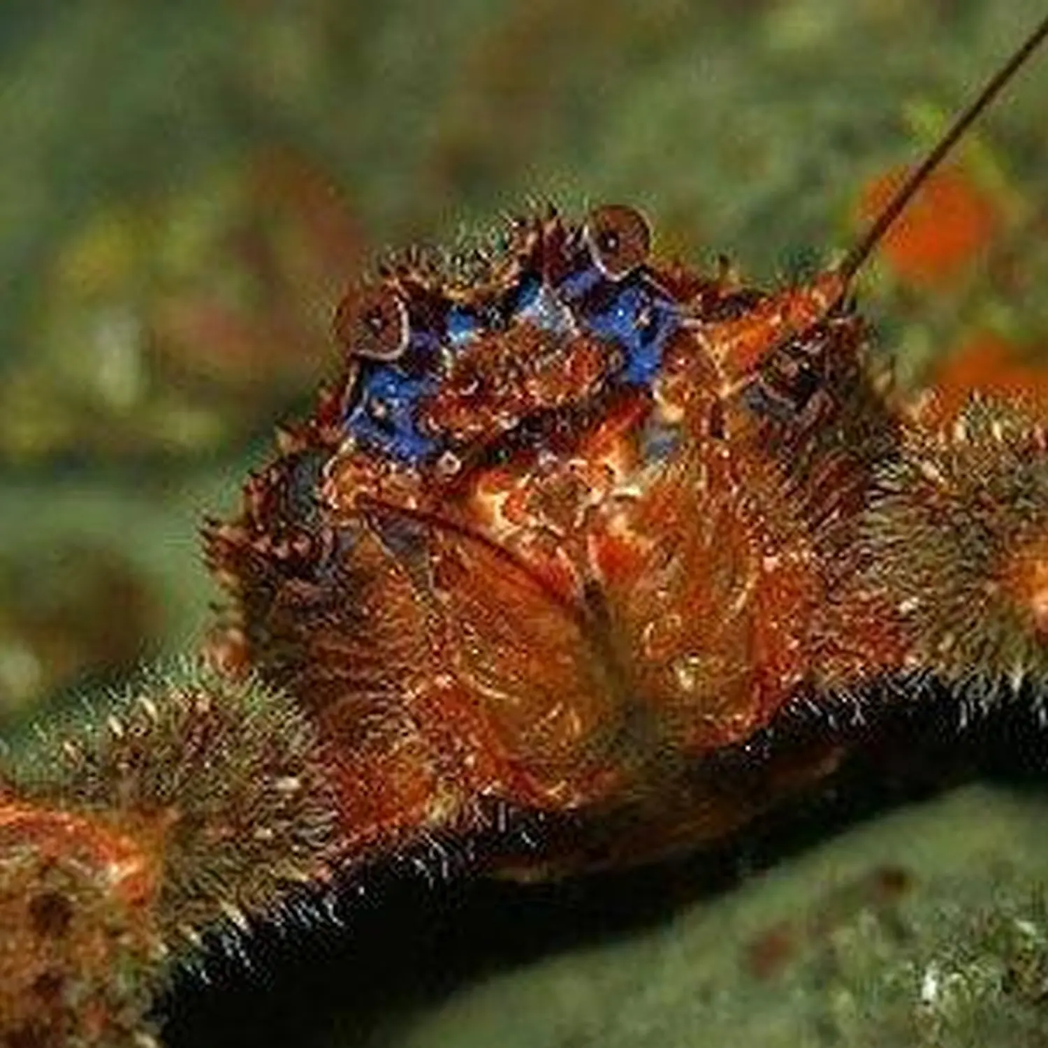 Stachelhummer von Hang-Loose-Diving d.o.o.